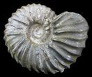 Acanthohoplites Ammonite Fossil - Caucasus, Russia #30085-1